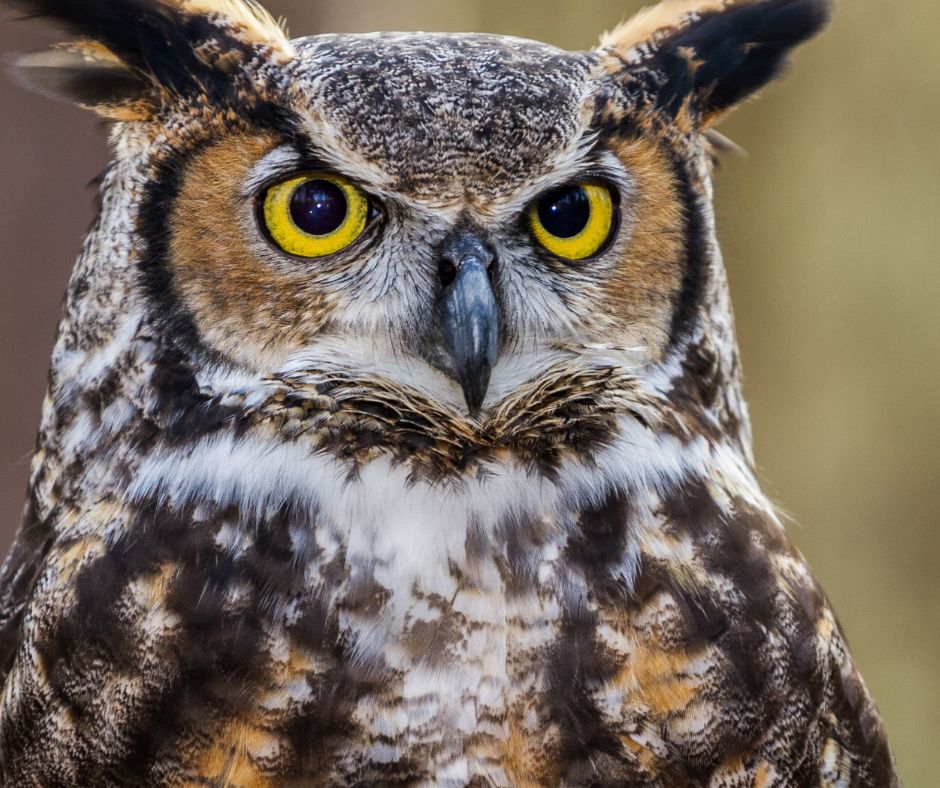 Best Feeder Quail For Owls