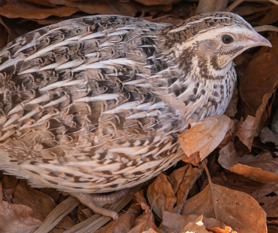 Feeder Quail For Carnivores for sale