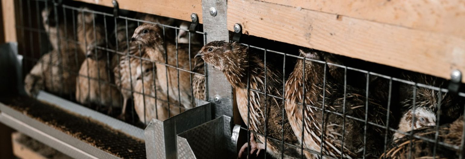 Gallery Detail: Frozen Feeder Quail For Sale