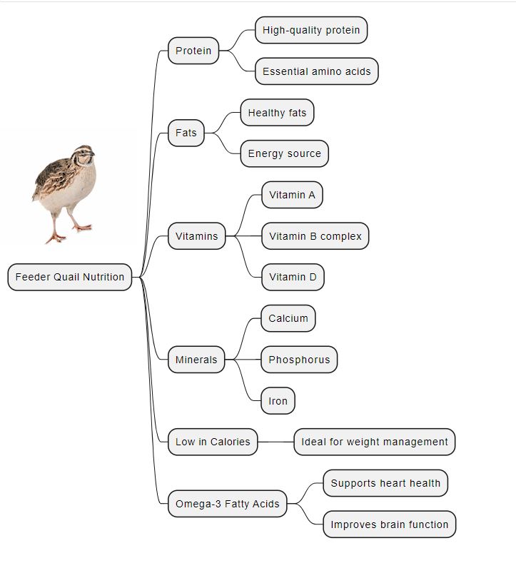 feeder quail benefits info graphic