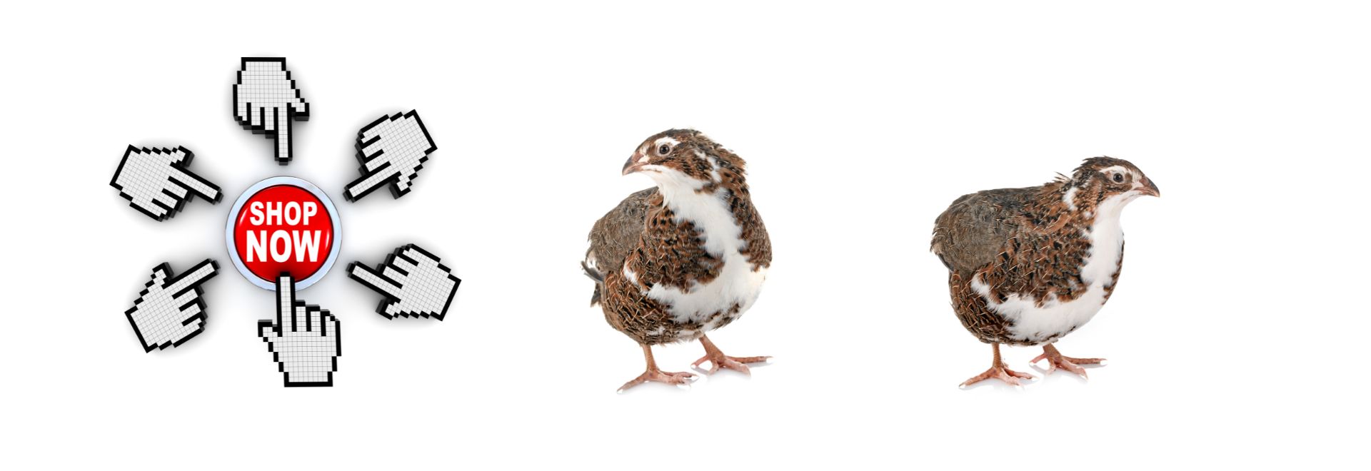 where to buy feeder quail
